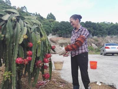 黄江镇妇联 “互联网+”赋能妇女创业，家禽养殖开启“巾帼”新篇章